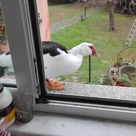 Il Pozzo E Il Melograno