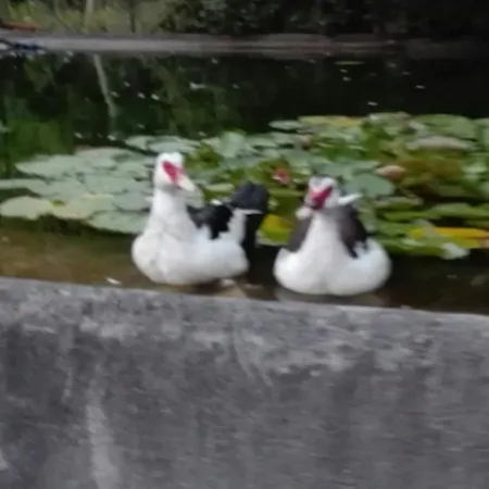 Il Pozzo E Il Melograno Bed and Breakfast Finale Ligure